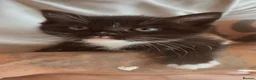 Ragdoll cats for sale: Beautiful litter of ragdolls - Advert 2