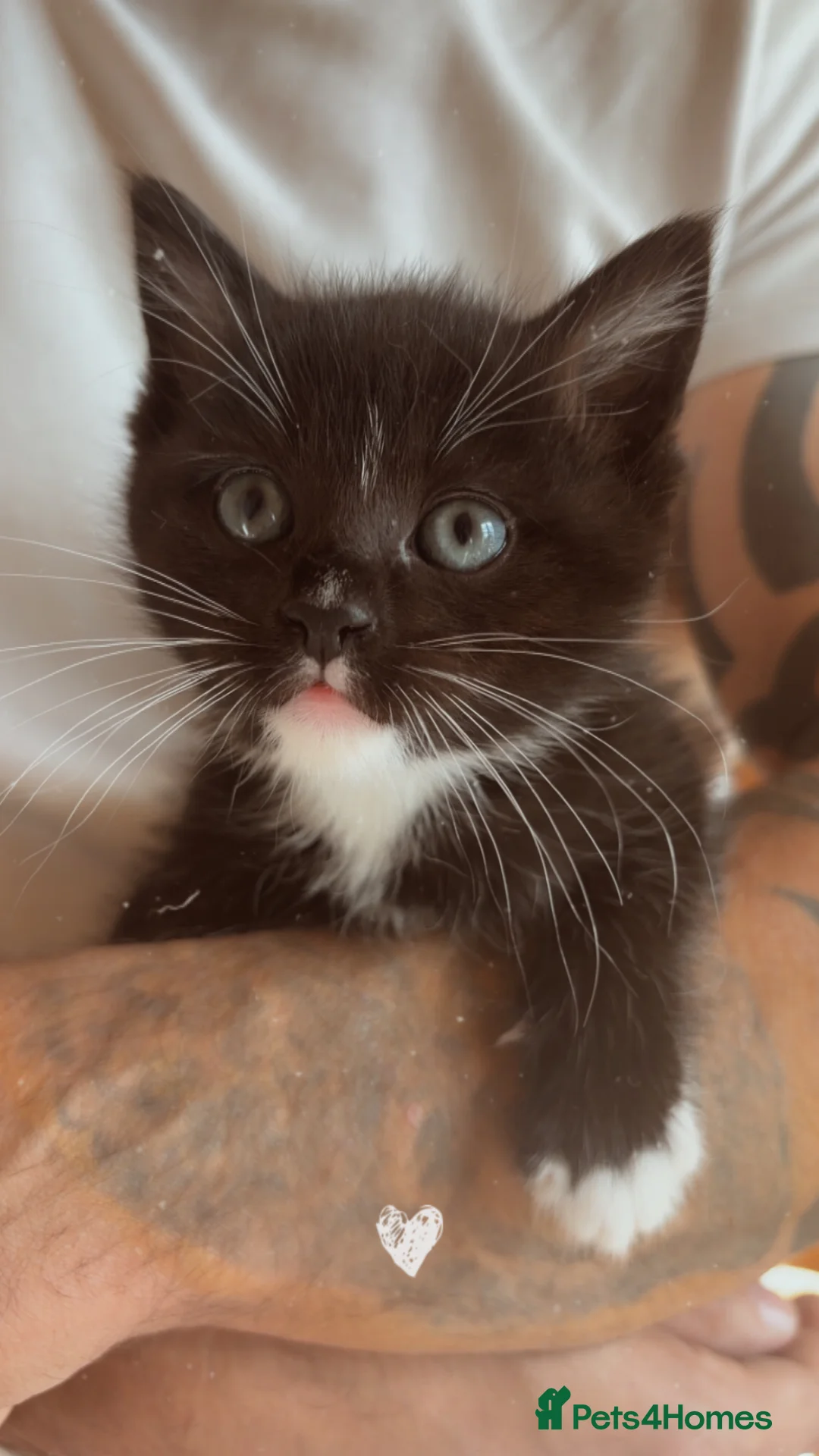 Ragdoll cats for sale: Beautiful litter of ragdolls - Advert 2