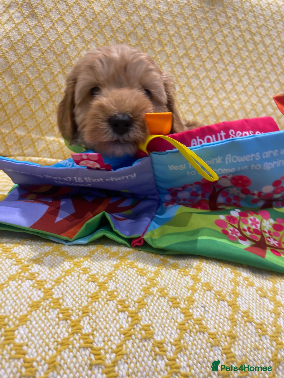 Maltipoo dogs for sale: 💖BEAUTIFUL LICENSED-BRED MALTIPOOS 💖 - Image 9