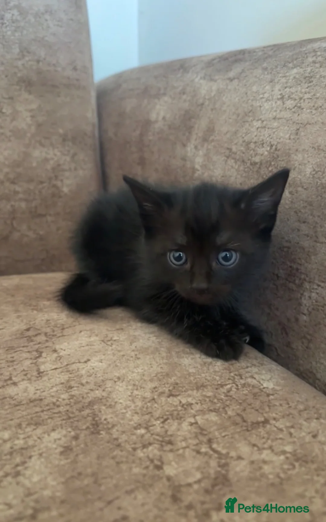 Mixed Breed cats for sale: Kittens for SALEEEE - Advert 4