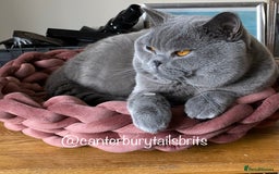 British Shorthair cats for stud: TICA RW SUPREME GRAND CHAMPION & GCCF IGRCH🏵️🏆 in Worcester - Image 4