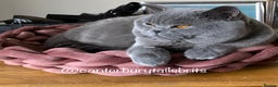 British Shorthair cats for stud: TICA RW SUPREME GRAND CHAMPION & GCCF IGRCH🏵️🏆 in Worcester - Advert 4