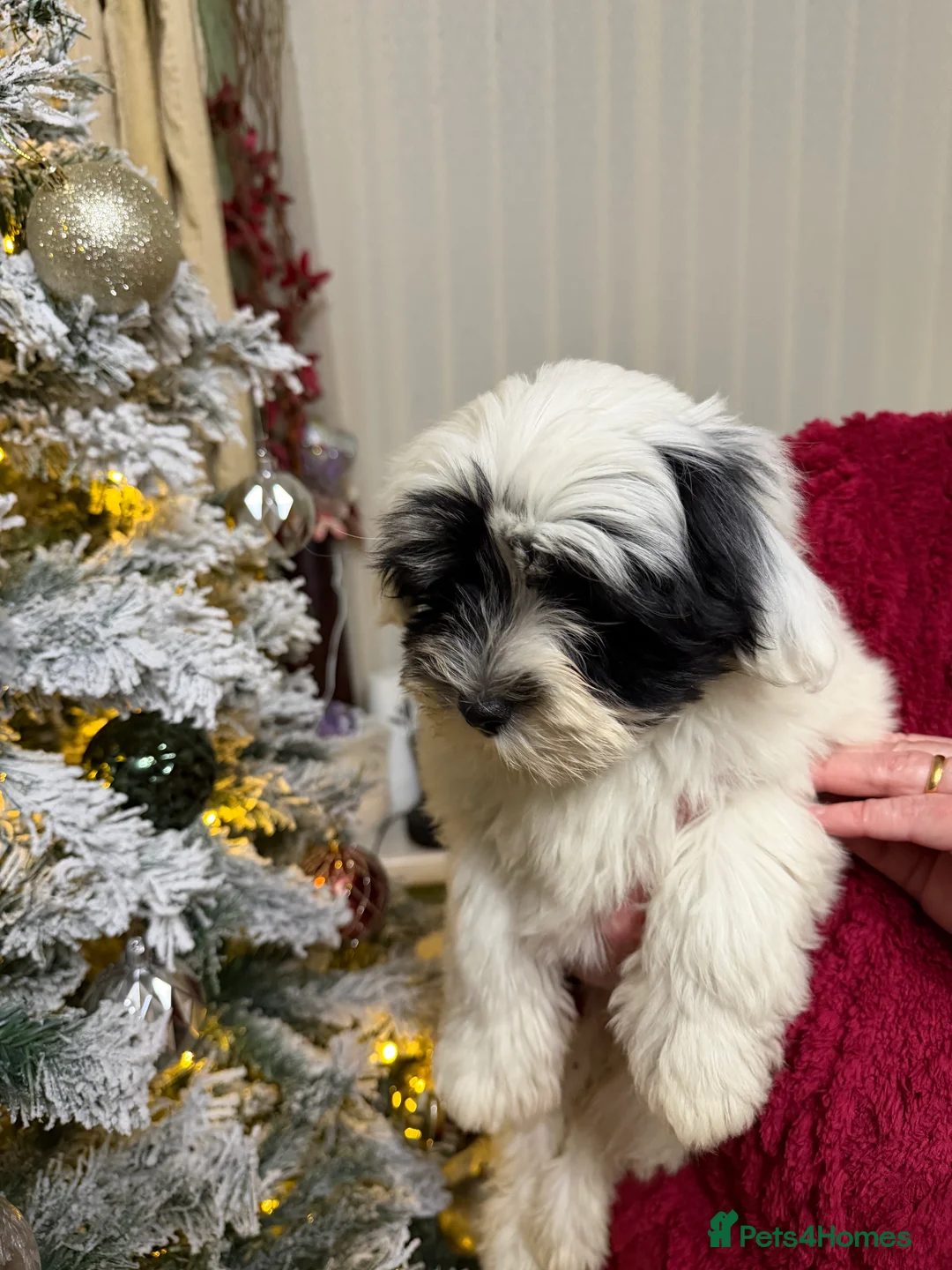 Havanese dogs for sale: ***Beautiful Havanese Puppies *** - Advert 31