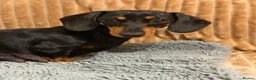 Miniature Dachshund dogs for sale: Beautiful Black & Tan Miniature Dachshund Puppies - Advert 3