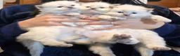 Ragdoll cats for sale: Beautiful Pure Blue Point Ragdoll  - Advert 4