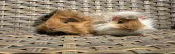 Guinea Pig rodents for sale: 2 Pretty baby long haired female guinea pigs. - Advert 4