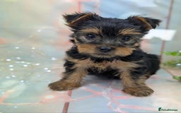 Yorkshire Terrier dogs for sale: Pedigree Yorkshire Terrier Puppies - Image 18