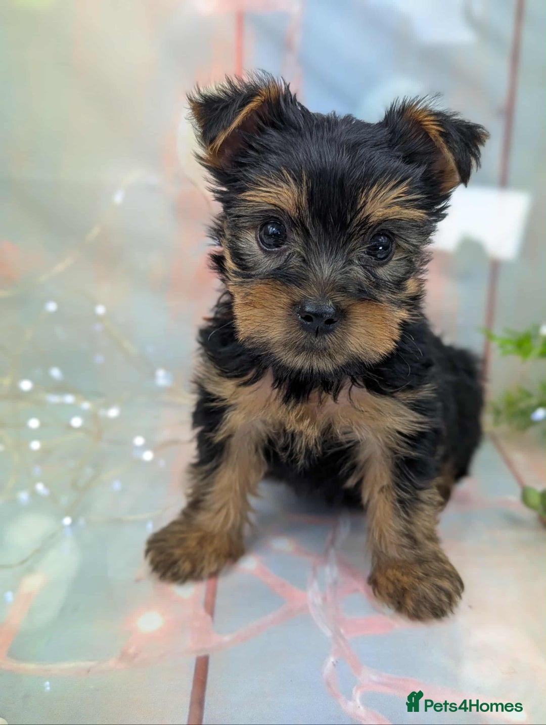 Yorkshire Terrier dogs for sale: Pedigree Yorkshire Terrier Puppies - Image 18