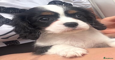 Cavalier King Charles Spaniel dogs - Advert 2