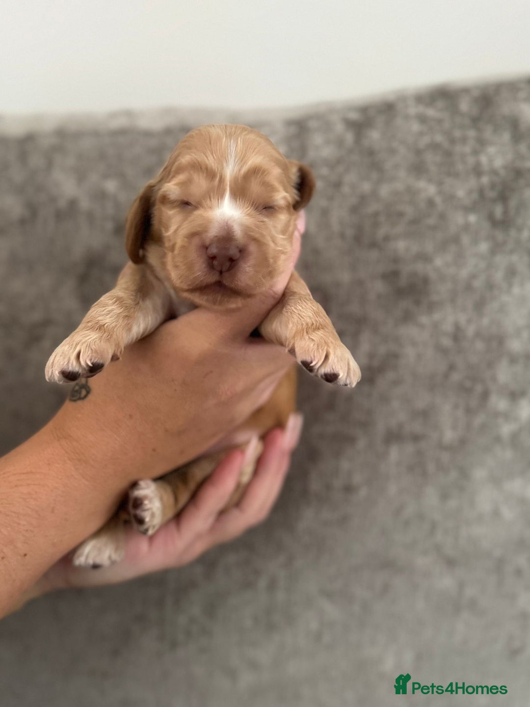 Cocker Spaniel dogs for sale: Show cocker spaniel puppies  - Image 8