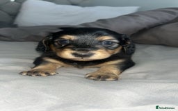 Miniature Dachshund dogs for sale: Black & Cream Long Haired - Image 5