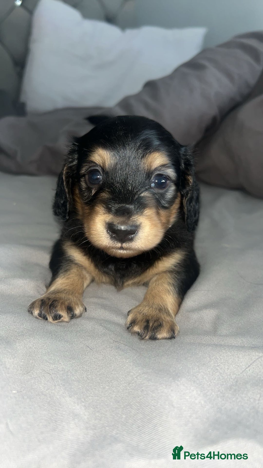Miniature Dachshund dogs for sale: Black & Cream Long Haired - Image 5