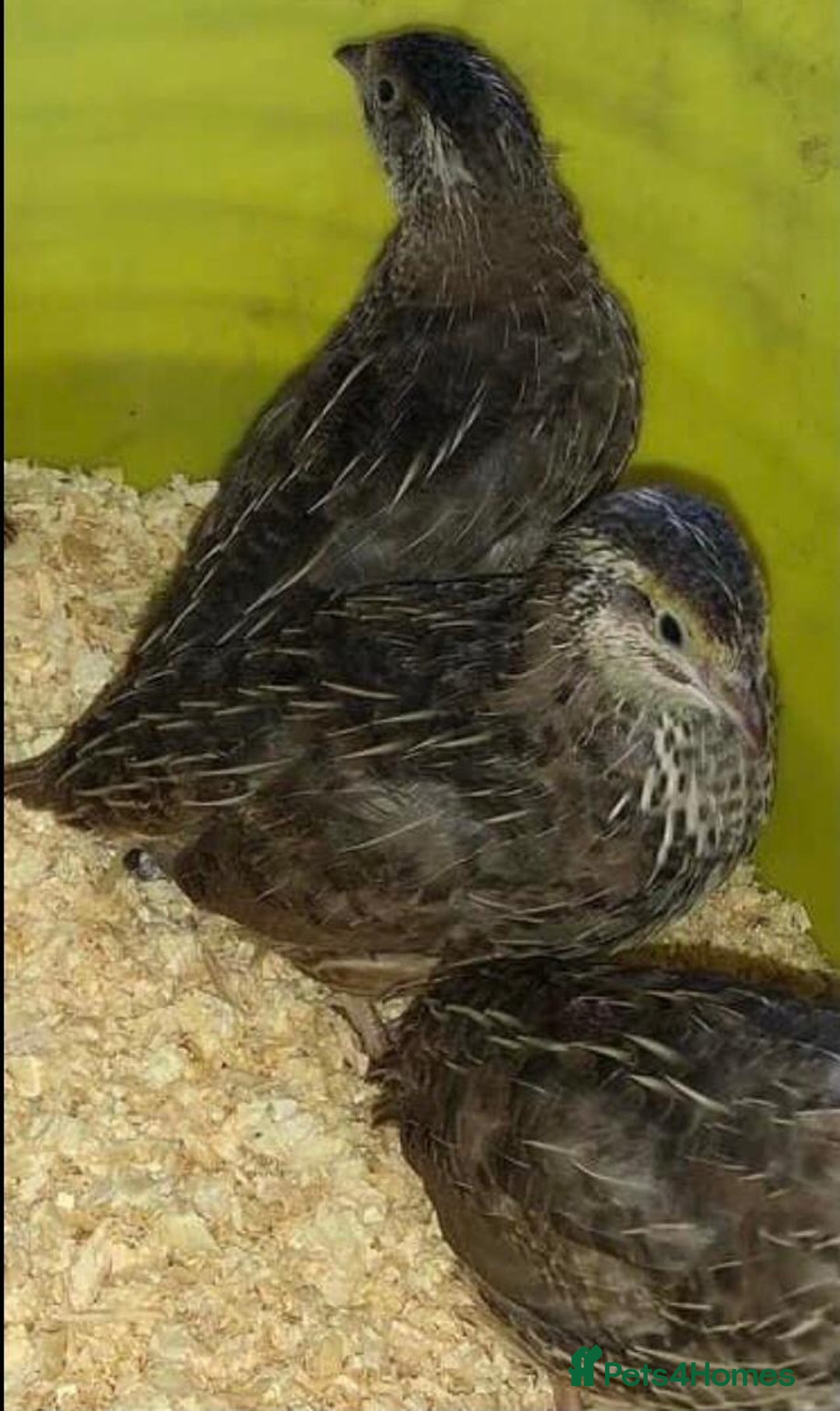 Quail poultry for sale: SEXED JAPANESE QUAILS/6TH AUGUST ! - Image 10