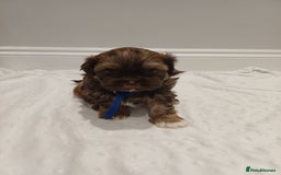 Shih Tzu dogs for sale: Karashishi half Imperial Shih Tzu Puppies 🐶 - Image 7