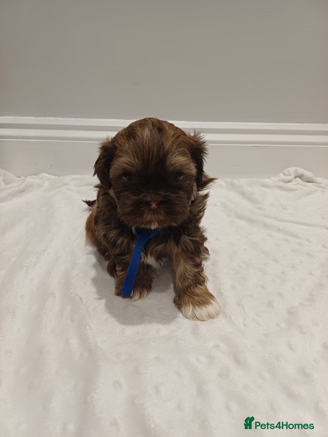 Shih Tzu dogs for sale: Karashishi half Imperial Shih Tzu Puppies 🐶 - Image 7