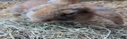 Mixed Breed rabbits for sale: Baby rabbits in Fleet - Advert 7
