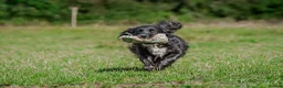 Cocker Spaniel dogs for sale: Gold Working Cocker bitch pup - Advert 2