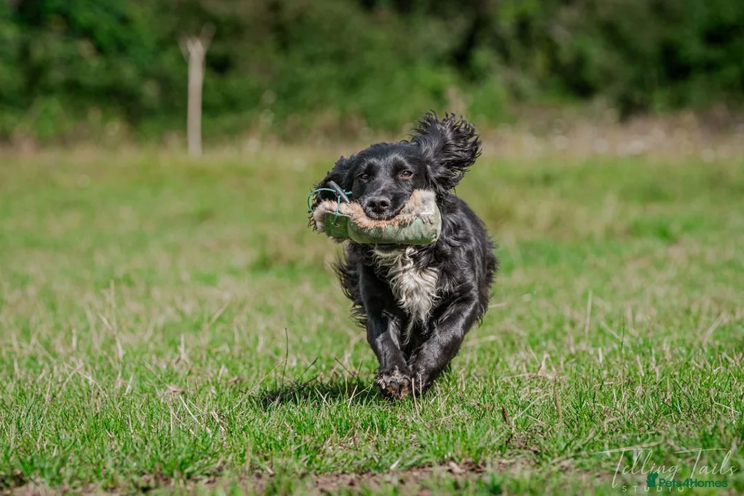 Cocker Spaniel dogs for sale: Gold Working Cocker bitch pup - Advert 2