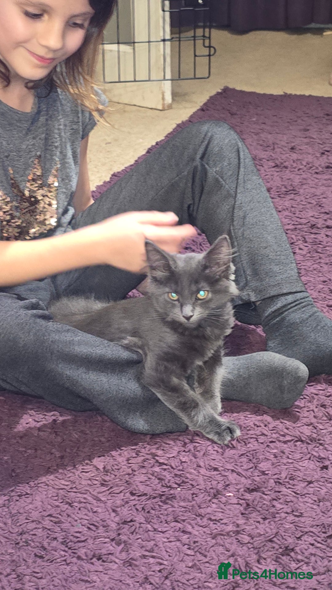 Maine Coon cats for sale: 5 beautiful maine coon ready to go - Advert 6