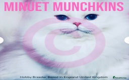 Munchkin cats for sale: White Persian Minuet munchkin blue & odd eyes - Image 18