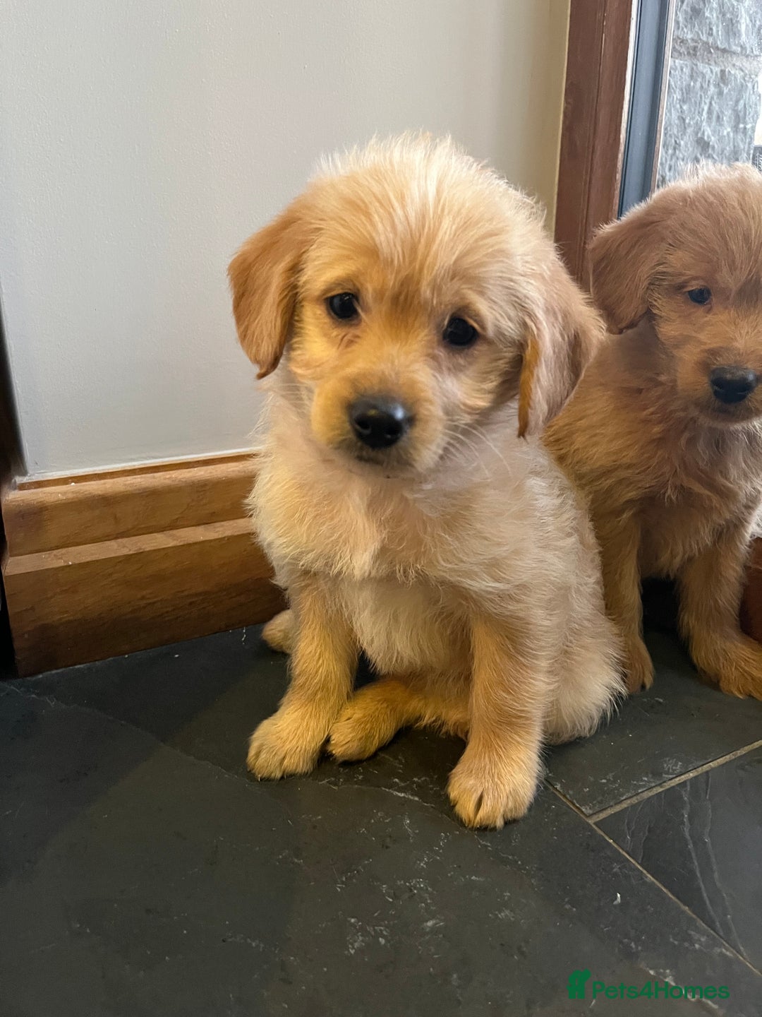 Labradoodle dogs for sale: Red/Apricot Health Tested Miniature Labradoodles - Advert 24
