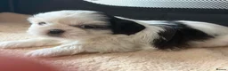 Shih Tzu dogs for sale: Shih tzu - Advert 7
