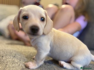 Miniature Dachshund dogs Cream miniature dachshunds - Advert 18