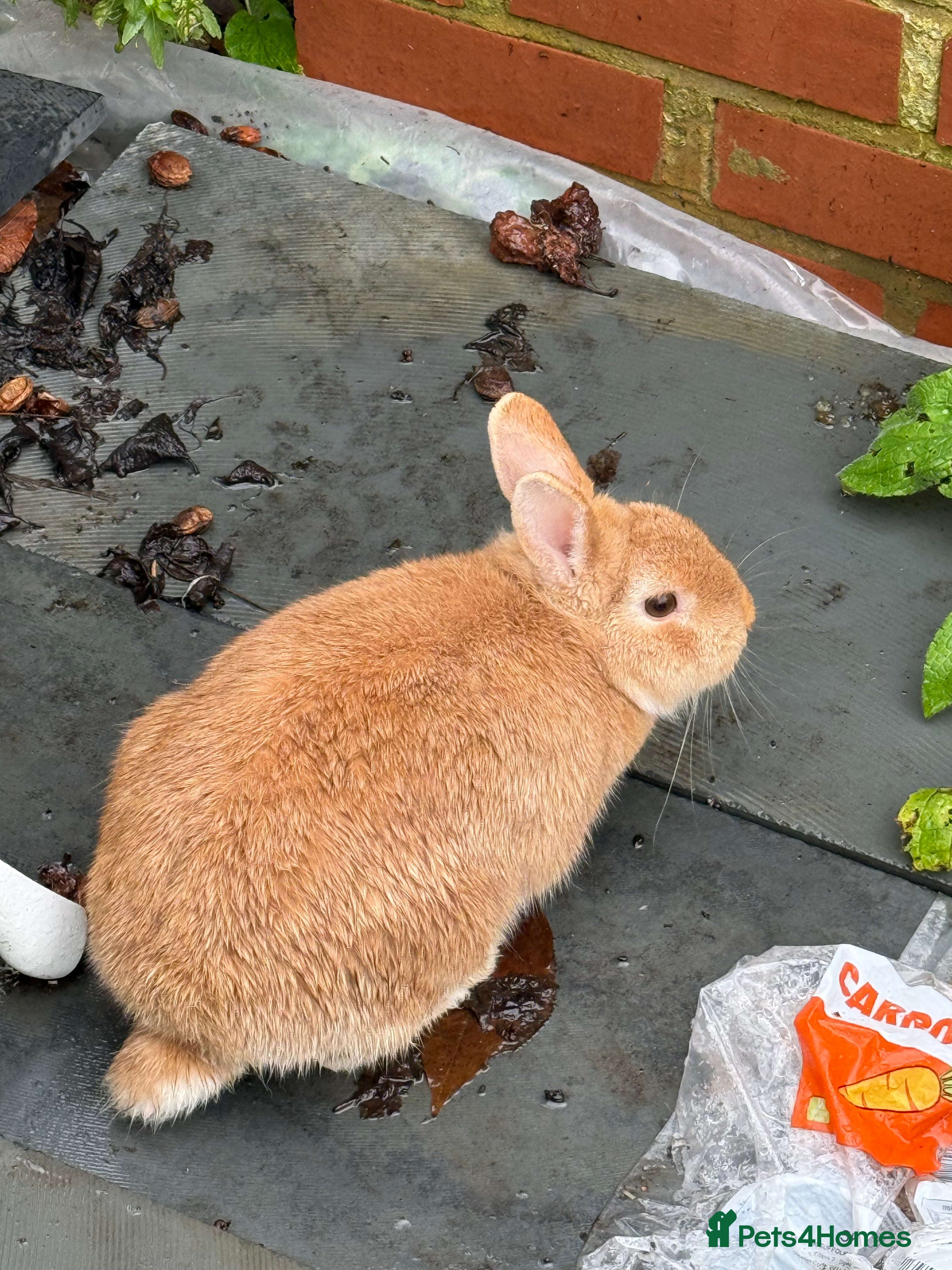 Mixed Breed rabbits Rabbit  - Advert 8