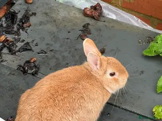 Mixed Breed rabbits Rabbit - Advert 8