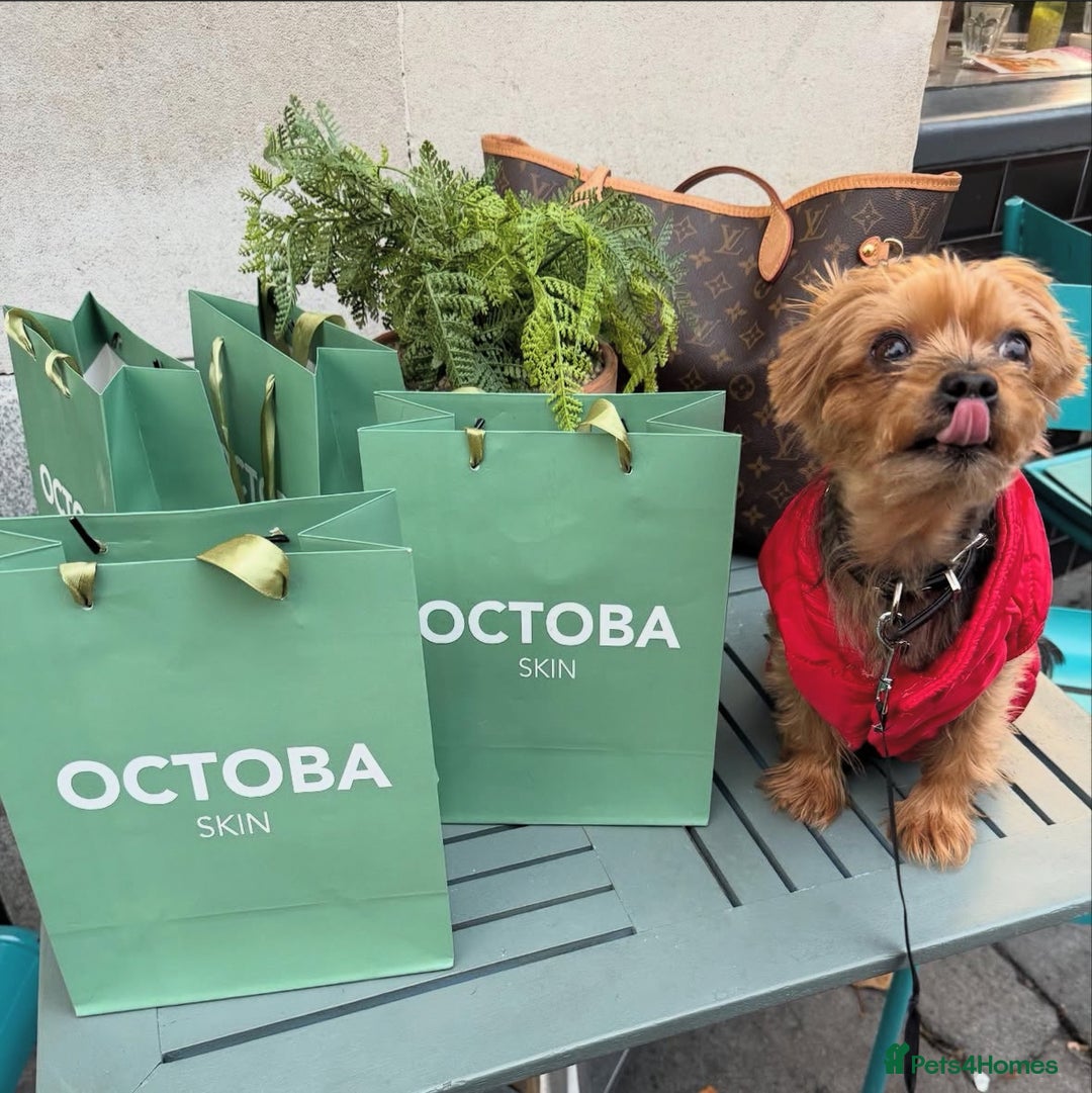 Yorkshire Terrier dogs for sale: Miniature Yorkshire terrier - Advert 2