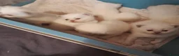 British Shorthair cats for sale: British Shorthair Lilac Colourpoint Kittens - Advert 5