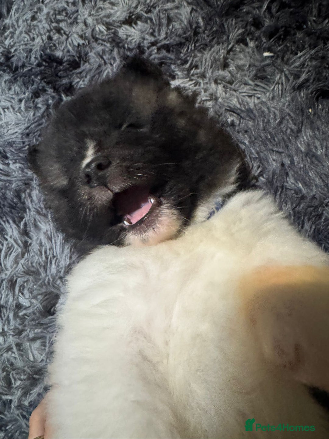 Akita dogs for sale: Bear faced American akitas puppies  - Advert 24