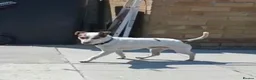 Jack Russell dogs for sale: Milo Jackson Russel  - Advert 15