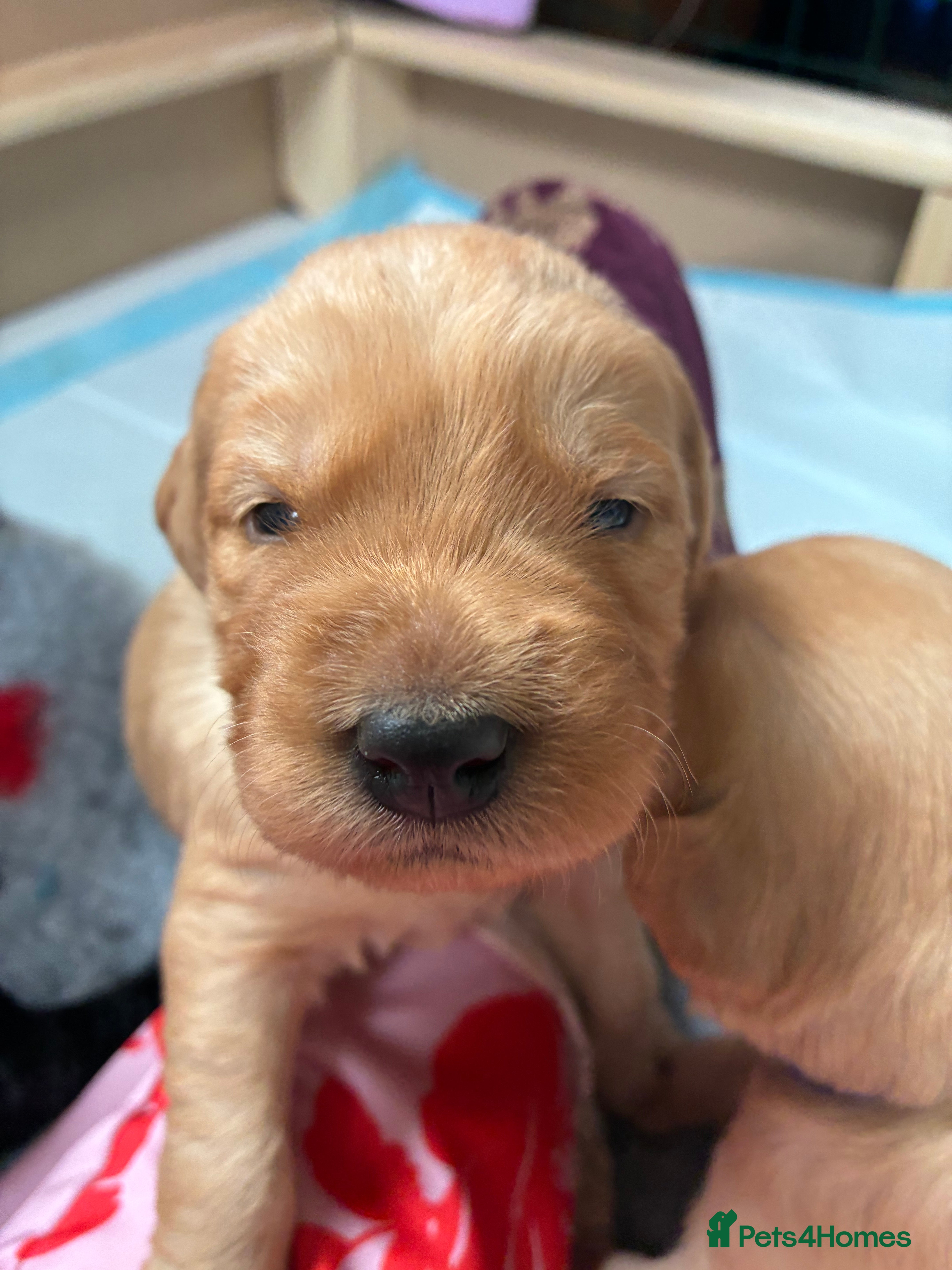 Labradoodle dogs Adorable Labradoodles – 3 boys left, family raised - Advert 2