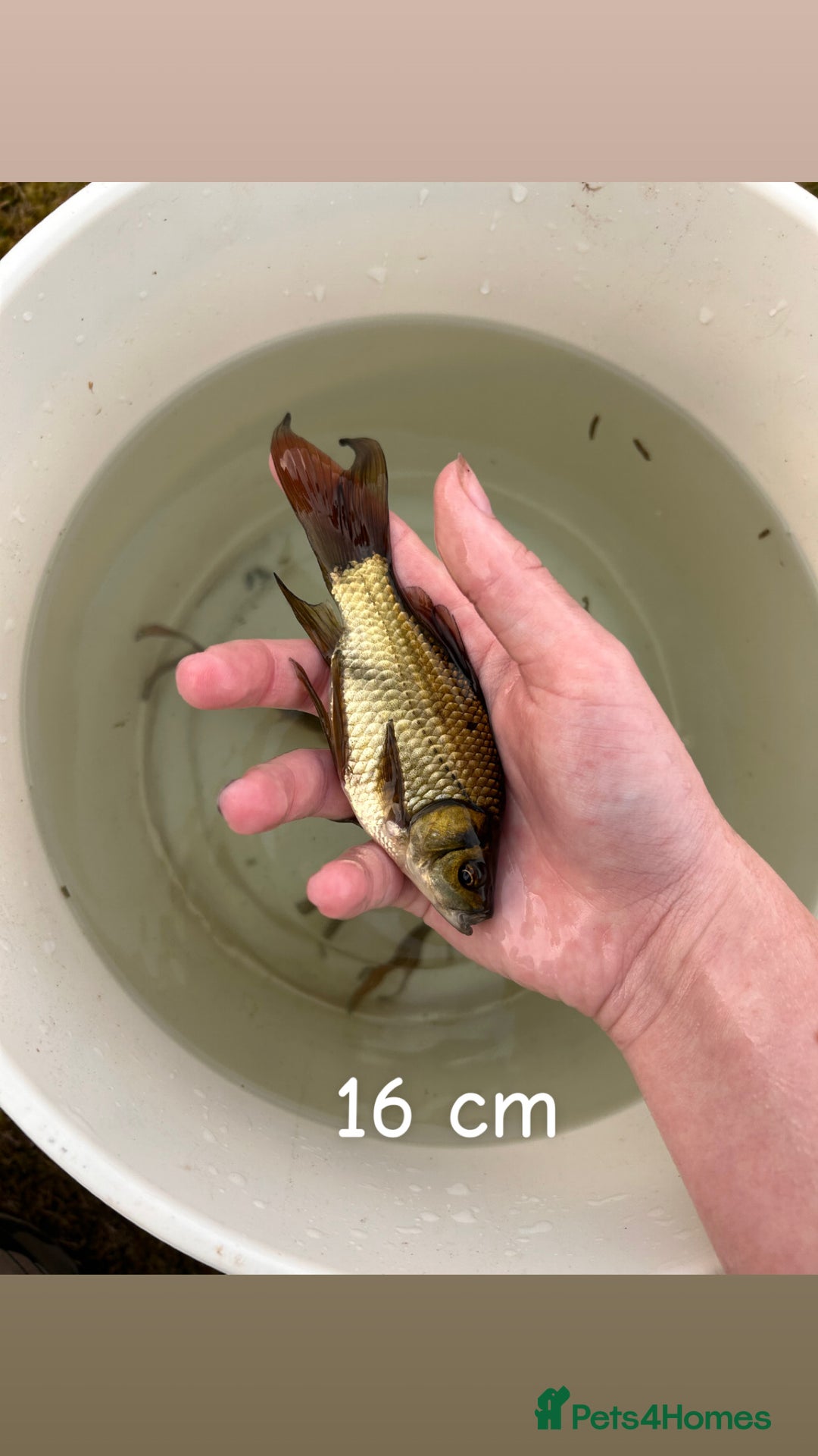 Other/Mixed Breed fish for sale: 7 outside fish  - Image 5