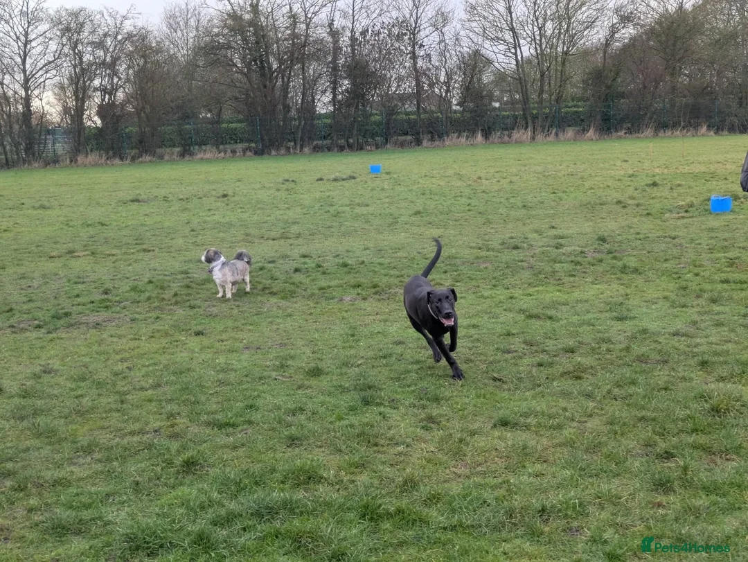 Mixed Breed dogs for sale: 7 month old dobermann x American bulldog  - Advert 4