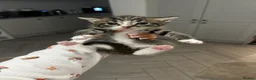 Ragdoll cats for sale: Lynx ragdoll x tabby kitten ready to leave  - Advert 2
