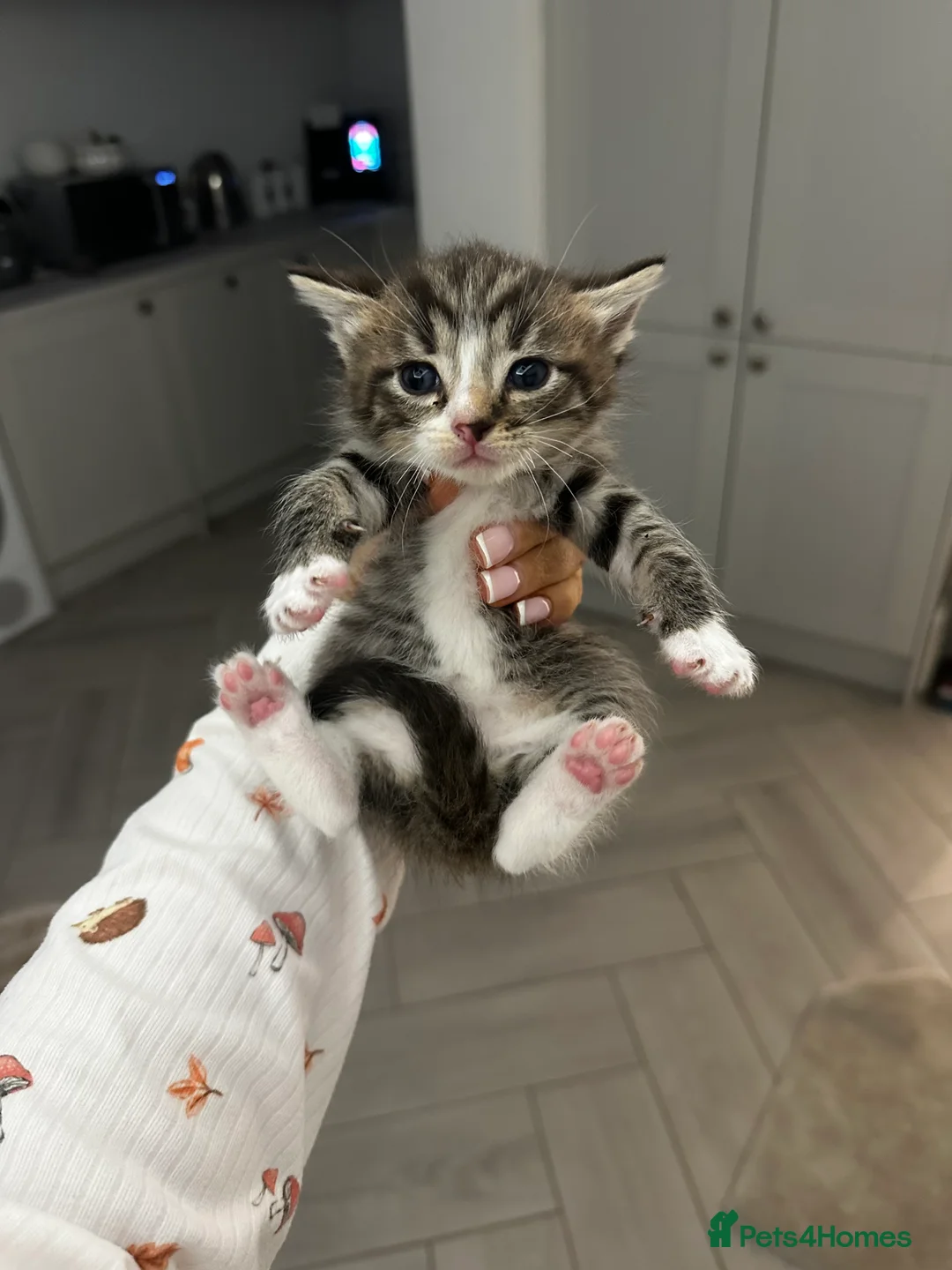 Ragdoll cats for sale: Lynx ragdoll x tabby kitten ready to leave  - Advert 2