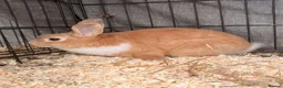 Dutch rabbits for sale: Dutch x Netherland Boy  - Advert 2