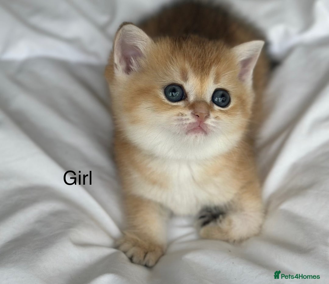 British Shorthair cats for sale: Stunning munchkin fur babies 😻🌼🌸🌺 - Image 11