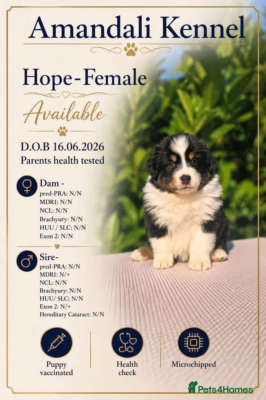 Australian Shepherd dogs for sale: Ready to leave Australian shepherd available - Advert 1