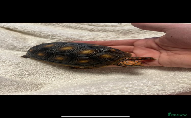 Tortoise reptiles - Advert 1