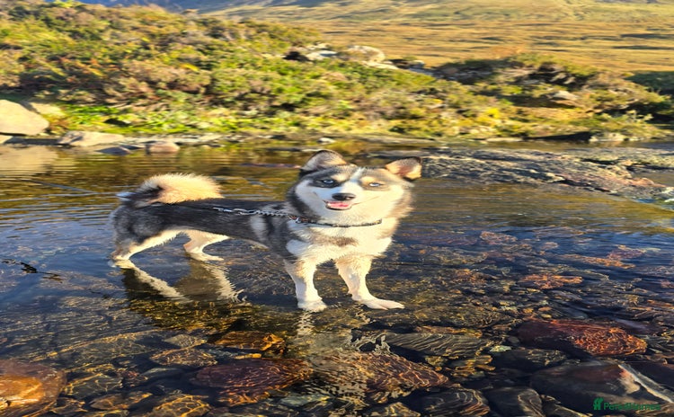 Pomsky dogs - Advert 1