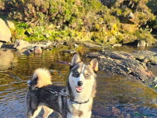 Pomsky dogs for sale - Advert 1