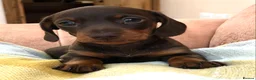 Miniature Dachshund dogs for sale: Kc Registered, PRA Clear, Chocolate & tan girls - Advert 5