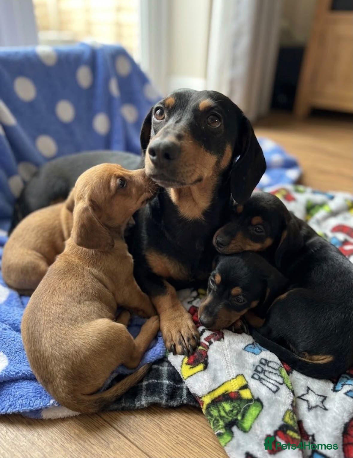 Jackshund dogs Jackhund pups - Advert 8