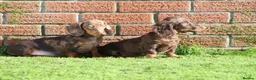 Dachshund dogs for sale: MINIATURE DACHSHUND PUPPIES FOR SALE - Advert 27
