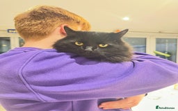 Maine Coon cats for sale: Maine coon cross male  - Advert 5