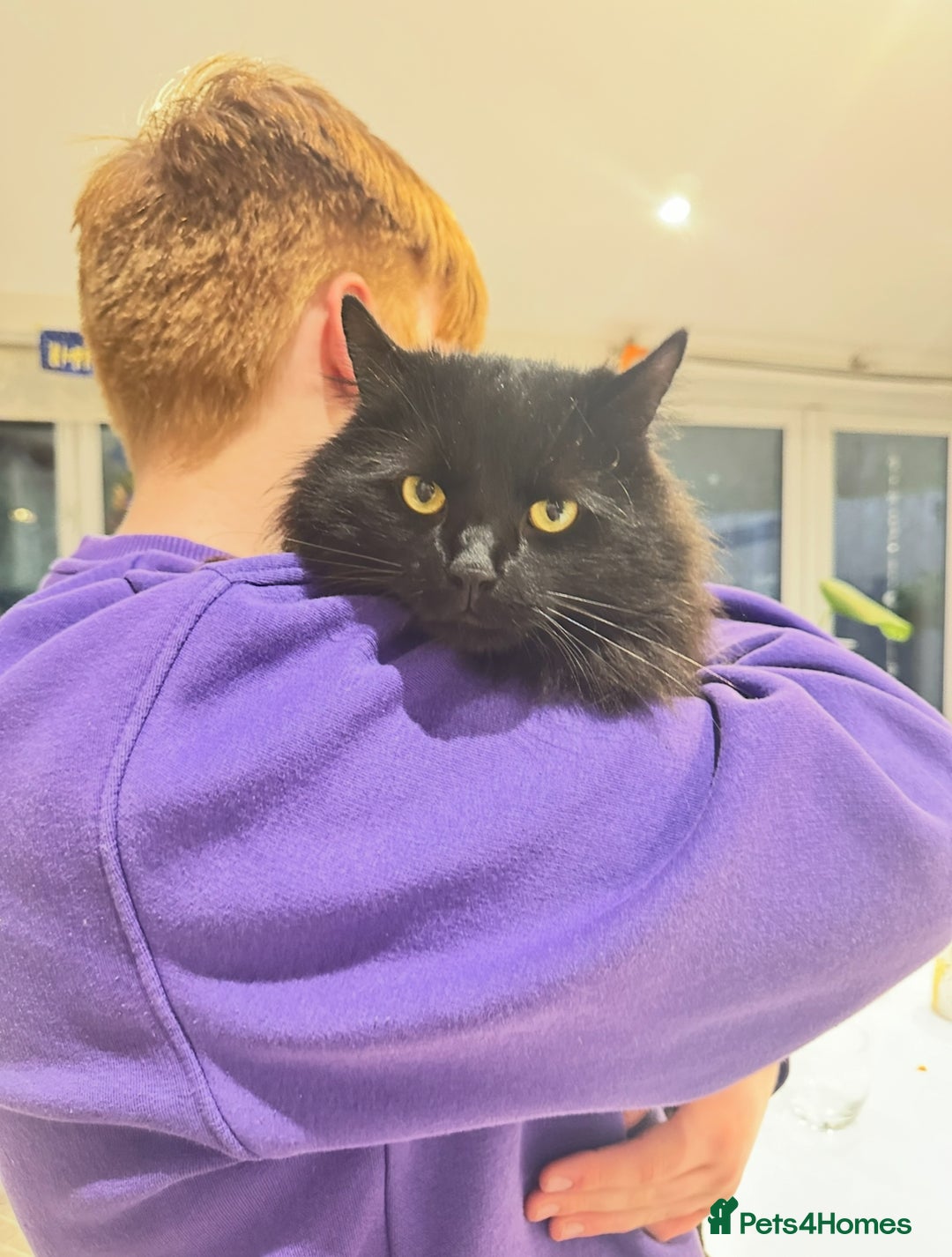 Maine Coon cats for sale: Maine coon cross male  - Advert 5