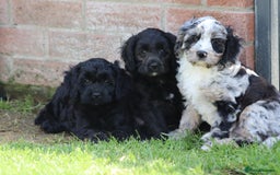 Cavapoo dogs for sale: Beautiful F1 Cavapoo puppies for sale - Image 20